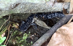 Plethodon cylindraceus