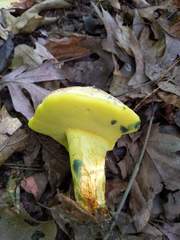 Butyriboletus roseopurpureus