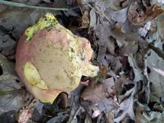 Butyriboletus roseopurpureus