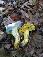 Butyriboletus roseopurpureus