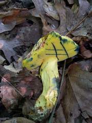 Butyriboletus roseopurpureus