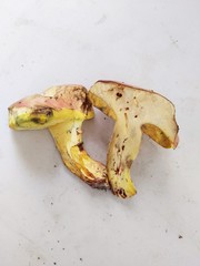 Butyriboletus roseopurpureus