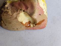 Butyriboletus roseopurpureus