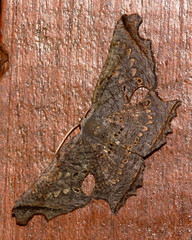 Crypsicoela subocellata