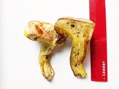 Butyriboletus roseopurpureus