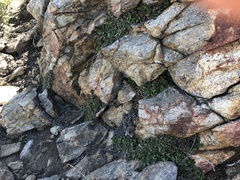 Heuchera brevistaminea