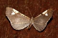 Macrosoma subornata