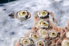 Cryptolepas rhachianecti