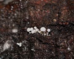 Physalacria australiensis