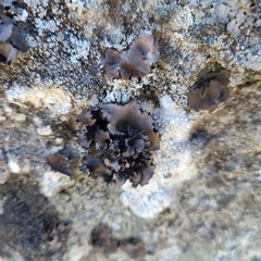 Umbilicaria polyrrhiza