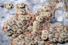 Cryptolepas rhachianecti