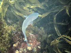 Pseudophycis palmata