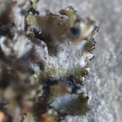 Umbilicaria polyrrhiza