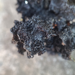 Umbilicaria polyrrhiza