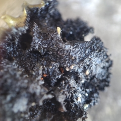 Umbilicaria polyrrhiza