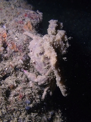 Dromidiopsis