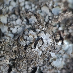 Didymocyrtis