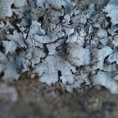 Didymocyrtis