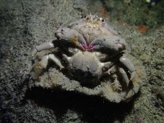 Dromidiopsis