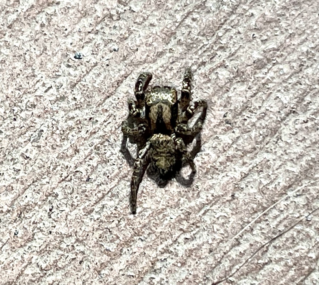 Habronattus hallani from Arizona Sonora Desert Museum, Tucson, AZ, US