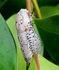 Polyphagozerra coffeae