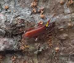 Ceresium sinicum ornaticolle