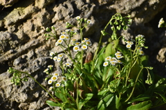 Erigeron darrellianus