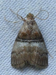 Pococera militella