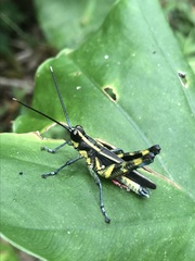 Traulia ornata iriomotensis