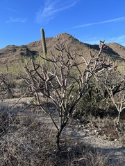 Cylindropuntia thurberi
