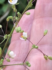Callisia multiflora