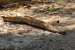 Python brongersmai