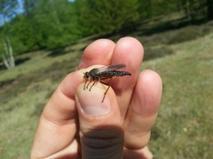 Pamponerus germanicus