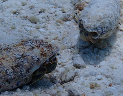 Dardanus scutellatus