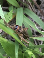 Modicogryllus consobrinus