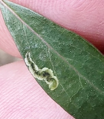 Aulagromyza orbitalis