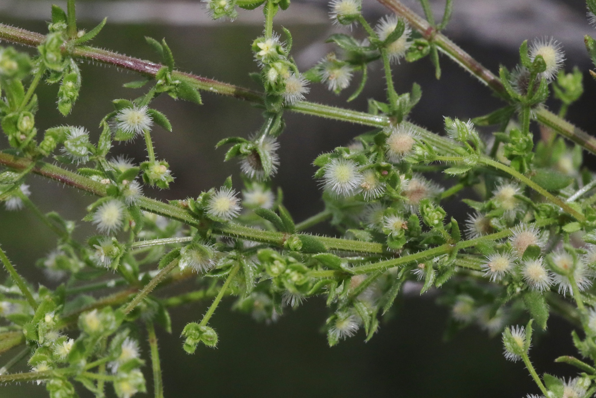 Galium proliferum