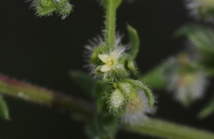 Galium proliferum
