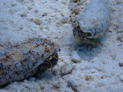 Dardanus scutellatus