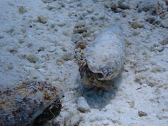 Dardanus scutellatus