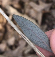 Aulagromyza orbitalis