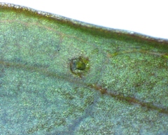 Aulagromyza orbitalis