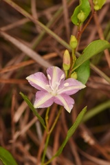 Jacquemontia curtissii image