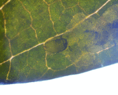 Aulagromyza orbitalis
