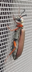 Lytta aenea