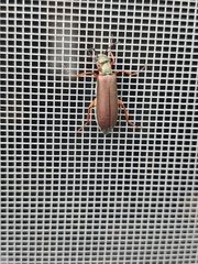 Lytta aenea