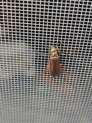 Lytta aenea