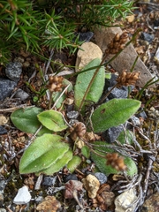 Plantago tasmanica