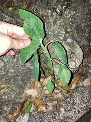 Euphorbia heterophylla