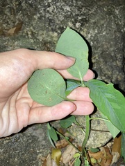 Euphorbia heterophylla